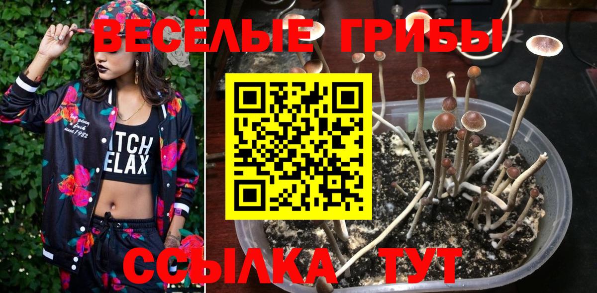 Псилоцибиновые грибы Cubensis Искитим